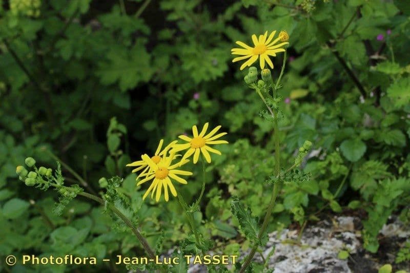 Senecio 3