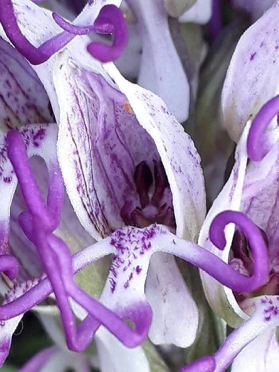 Orchide scimmia 6