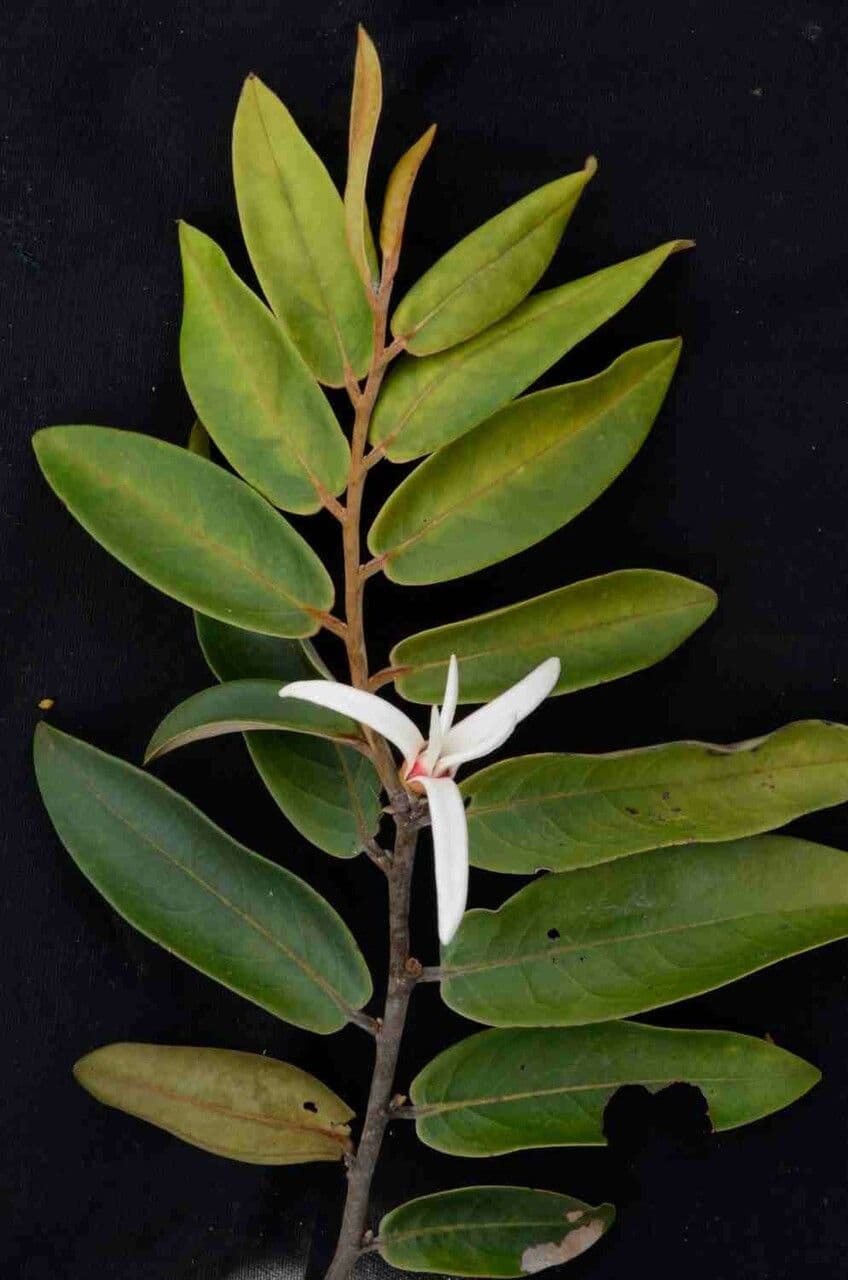 Monkey pepper 8