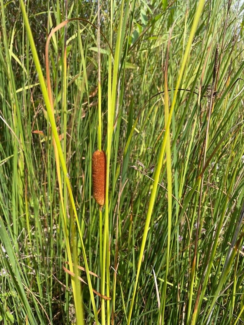 Typha laxmannii 4