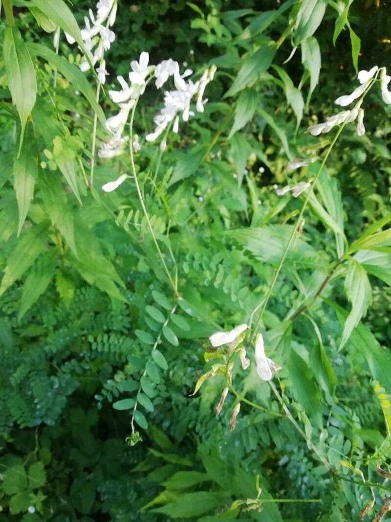 Vesce des bois 11