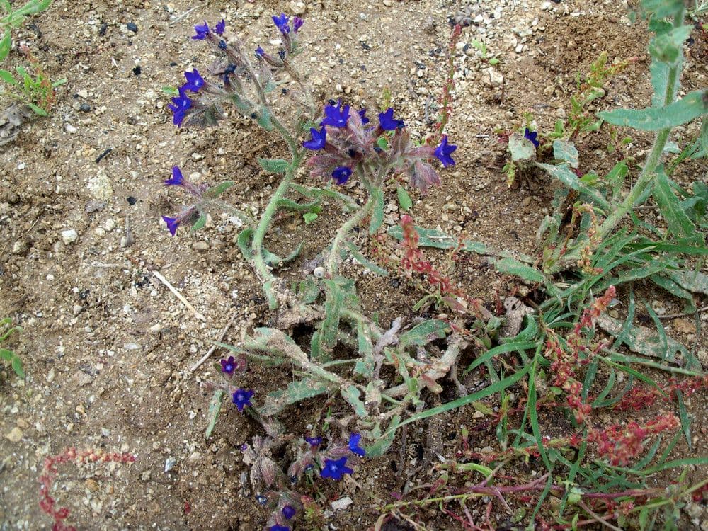 Buglossoide ondulata 9