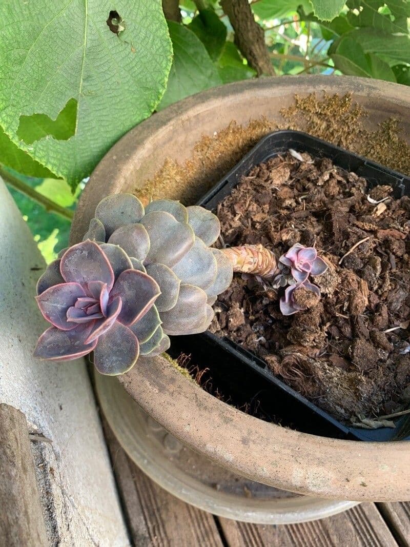 Echeveria 23