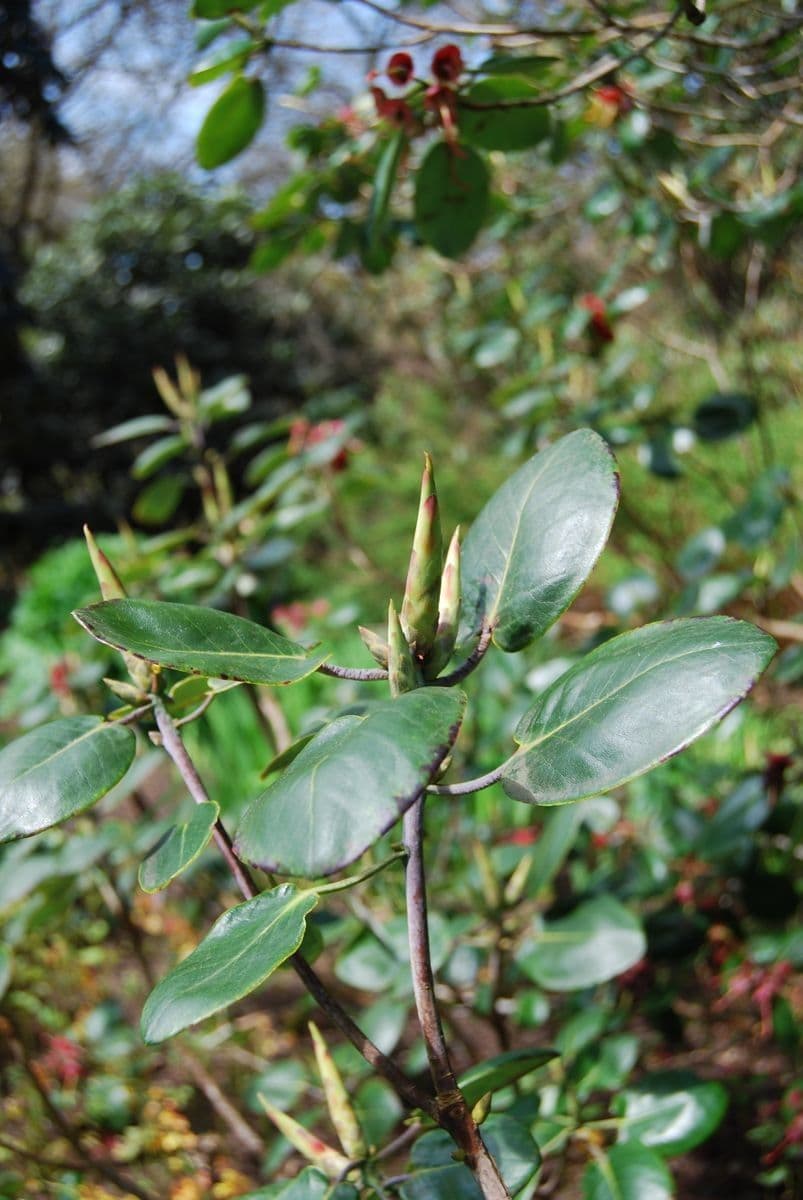 Rododendro 14