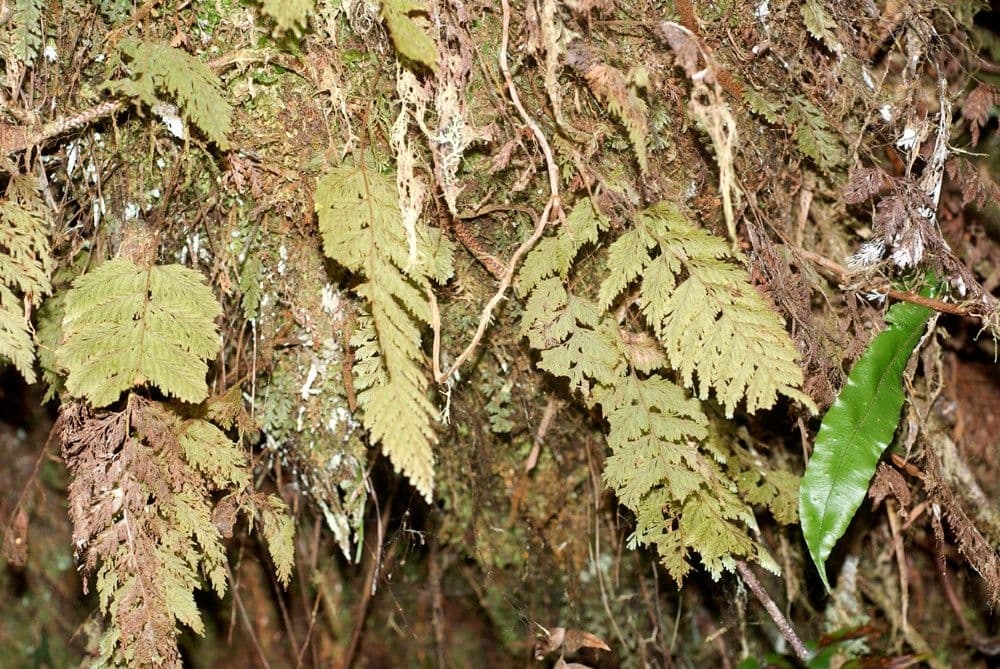 Hymenophyllum 3