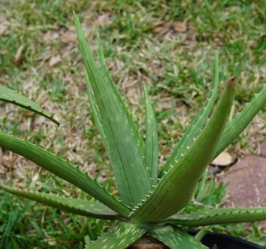 Aloe 4