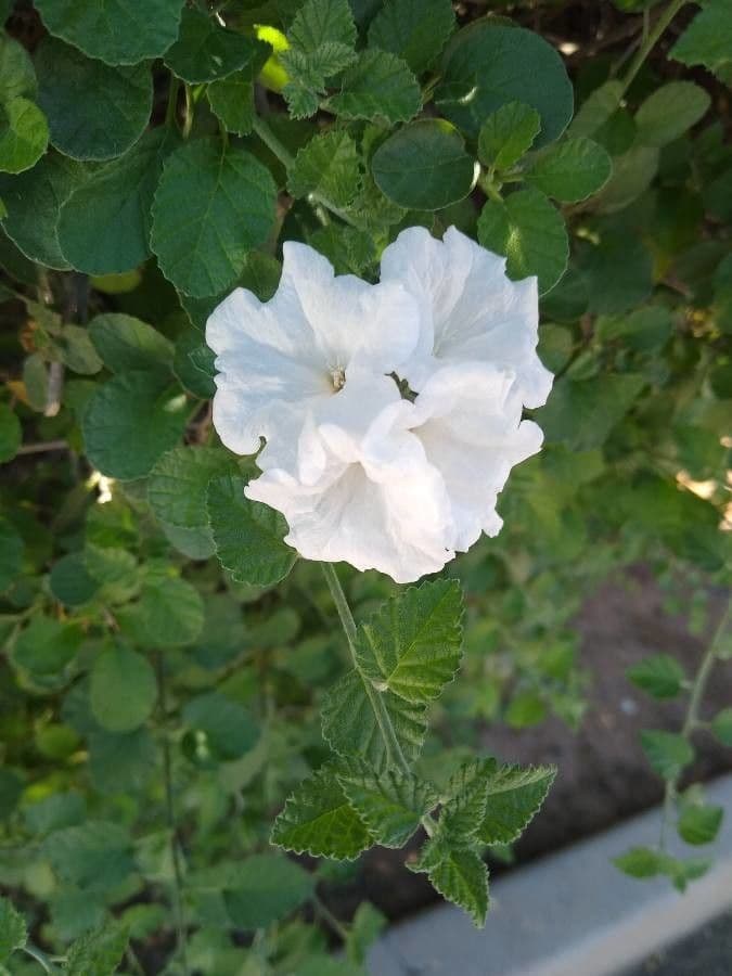 Kleinblättrige Cordia 3