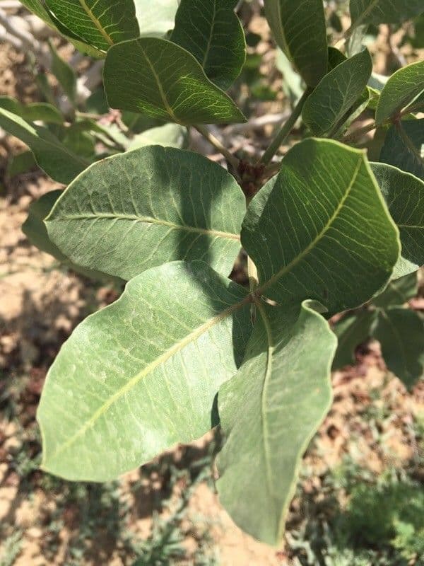 Pistacchio 18