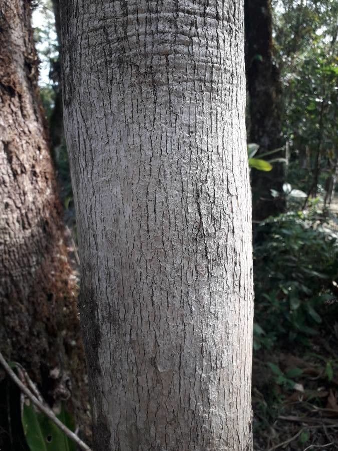 Jacaranda 23