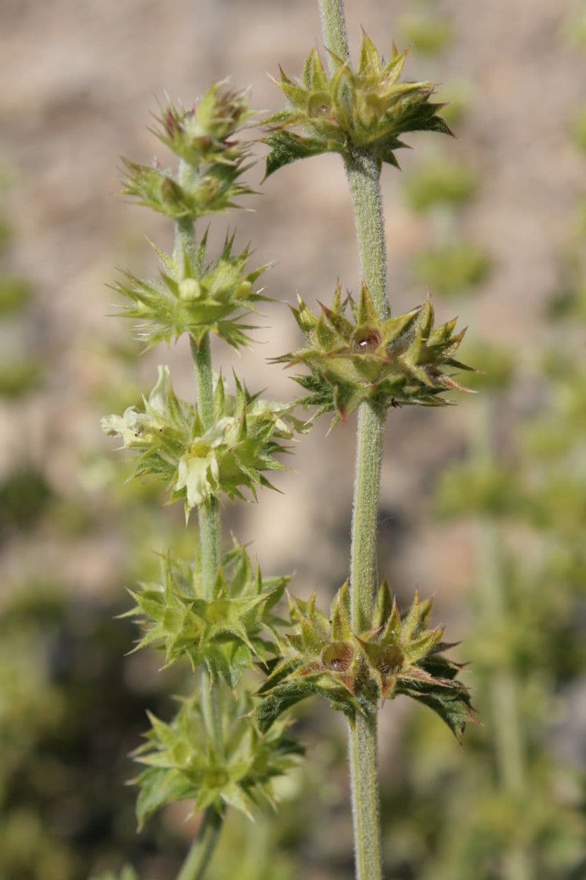 Sideritis 25