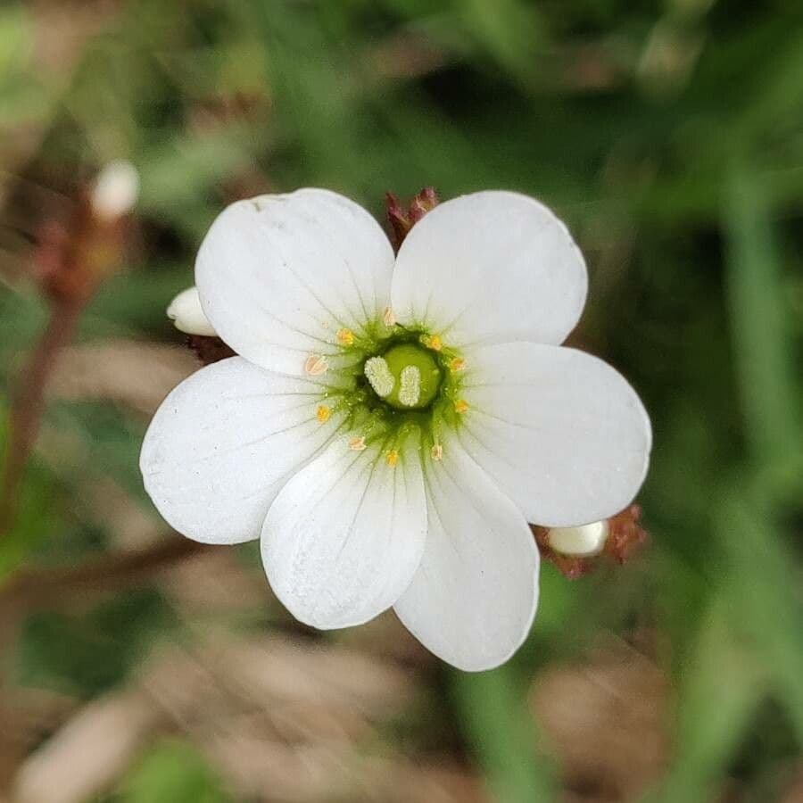 Knöllchen-Steinbrech 9