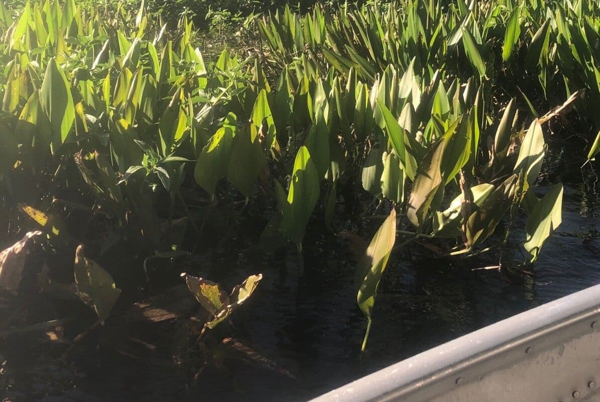 Orontium acquatico 16