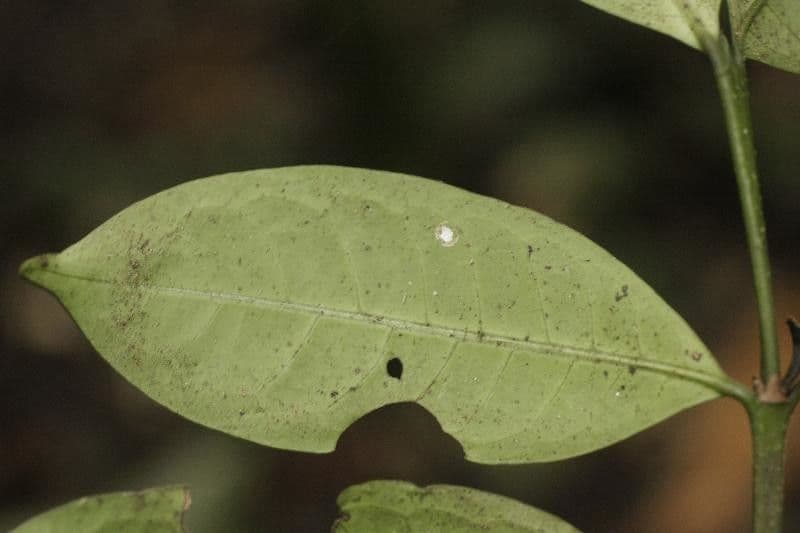 Faramea 6