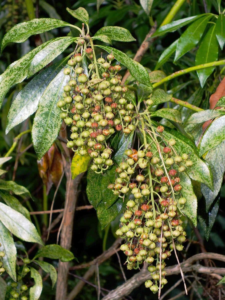 Pieris giapponese 2