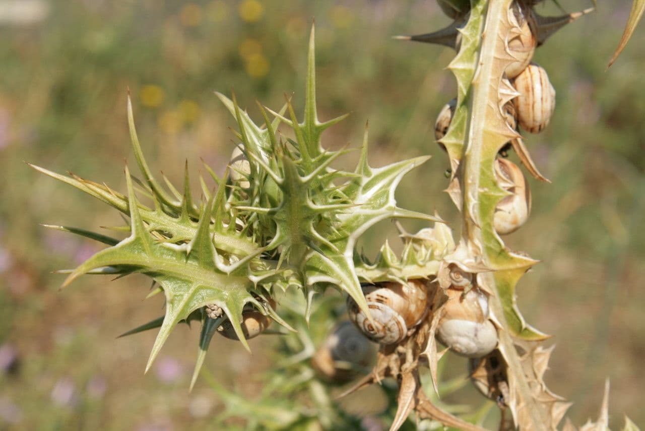 Girasole maculato 28