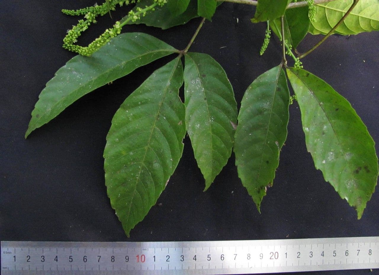 Allophylus 18