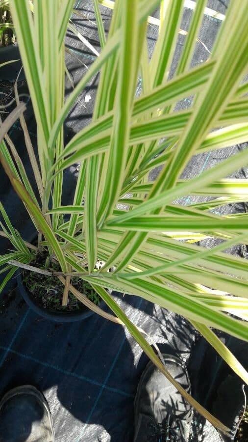 Carex brunnea 6
