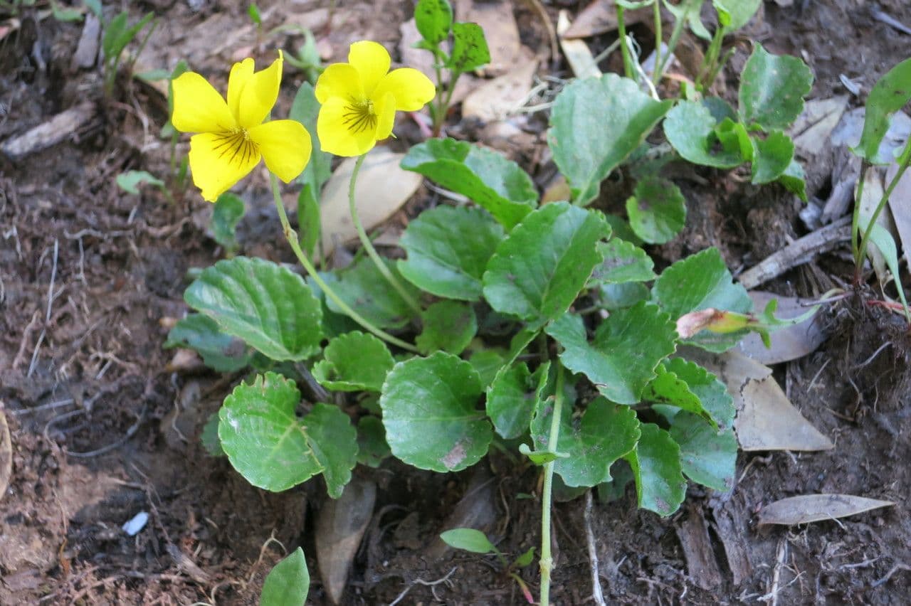 Viola