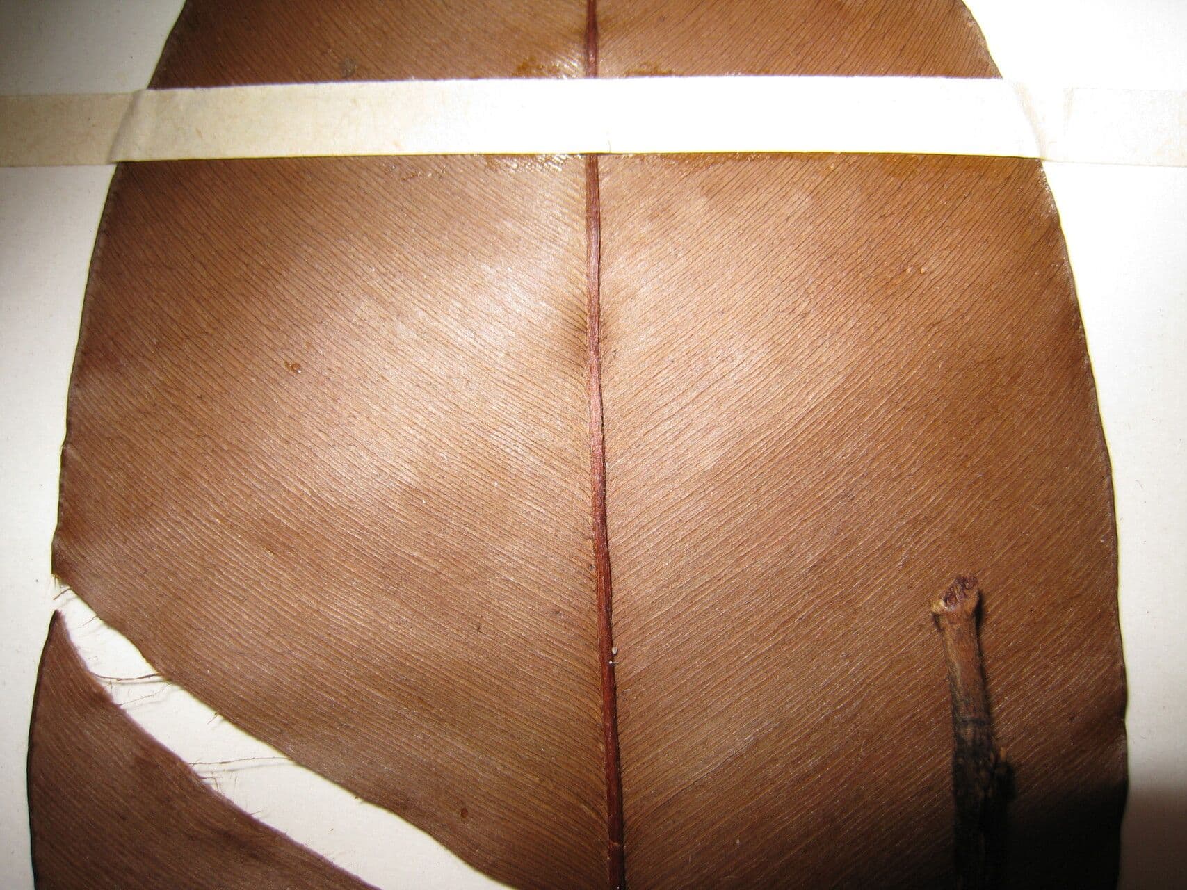 Melinons Micropholis 6