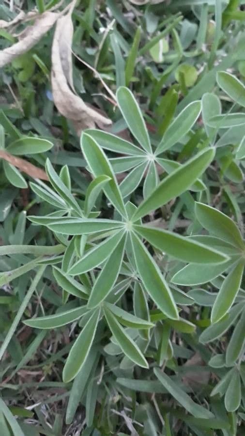 Lupinus texensis 15