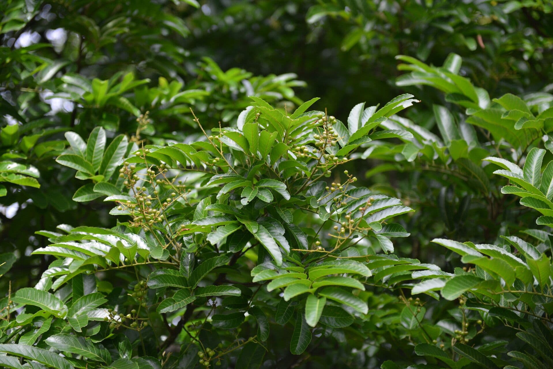 Cupania 6