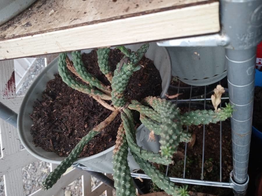 Cabeza de Medusa