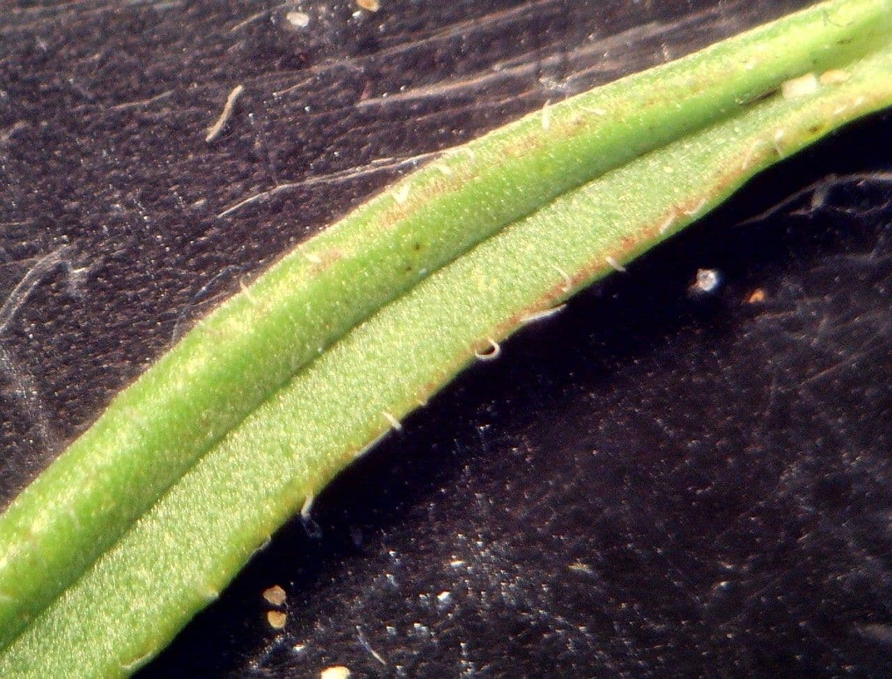 Iberis procumbens 16