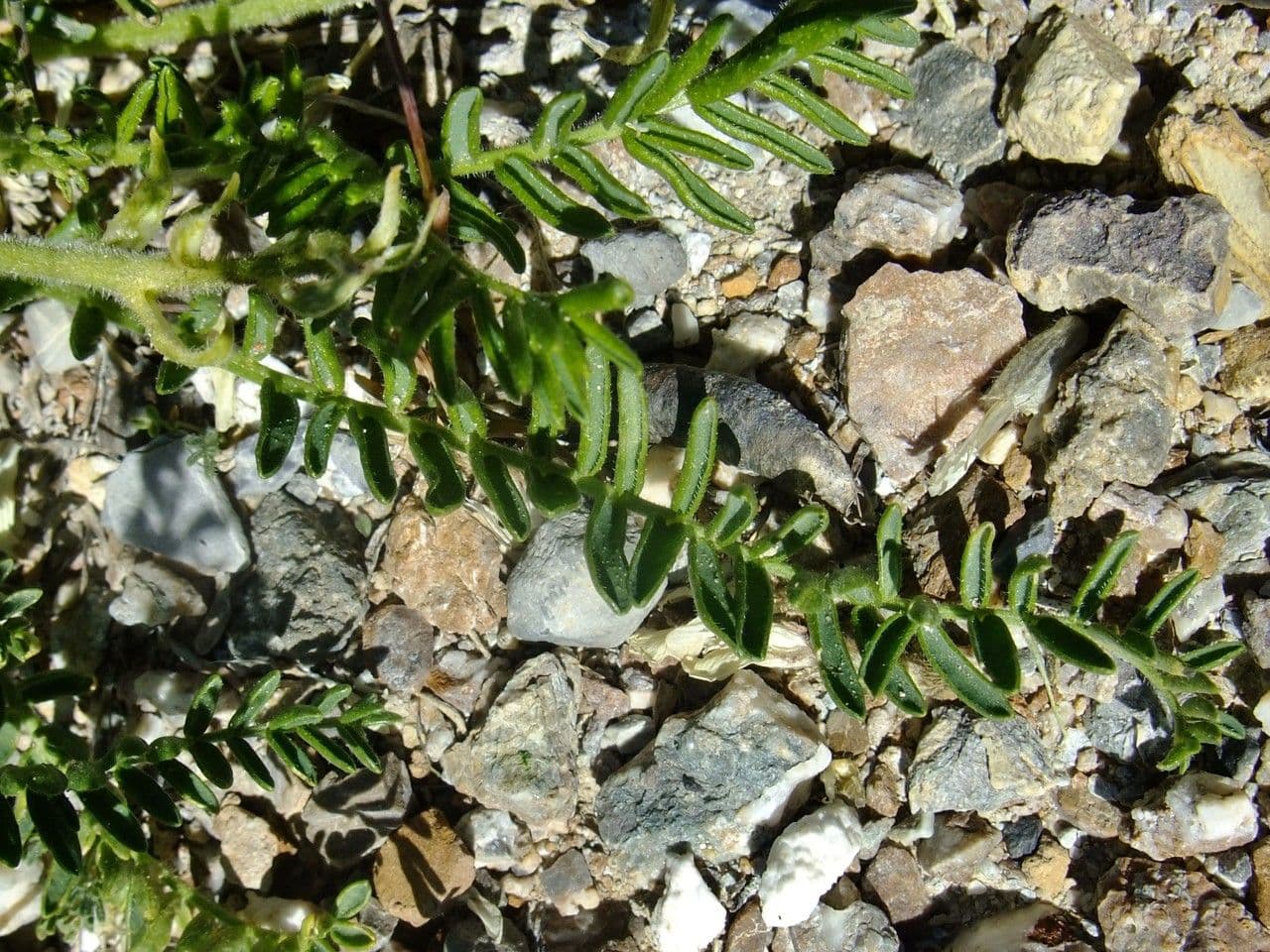 Oxytropis fetida 14