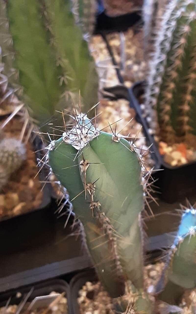 Cactus 21