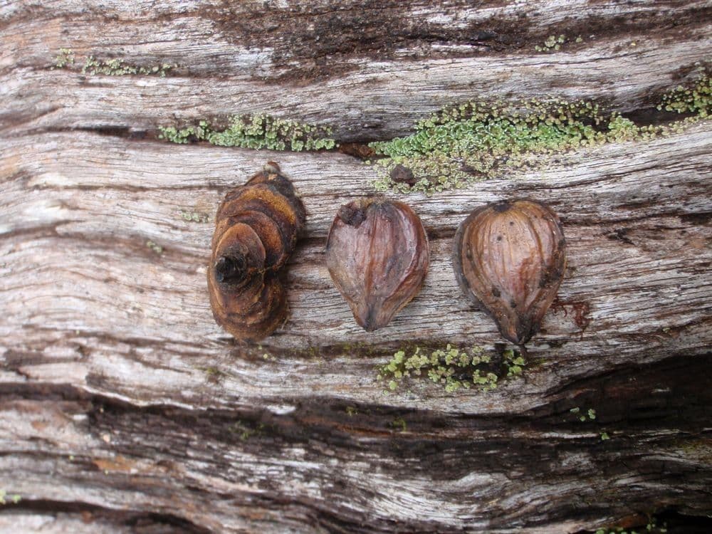 Nothofagus 3