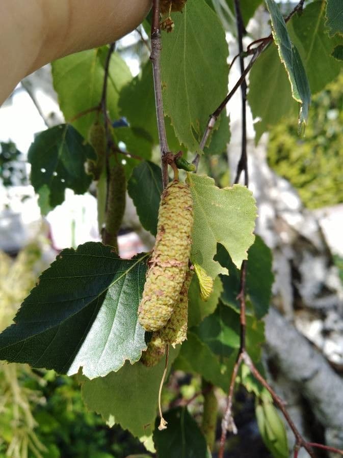 Betulla bianca 2