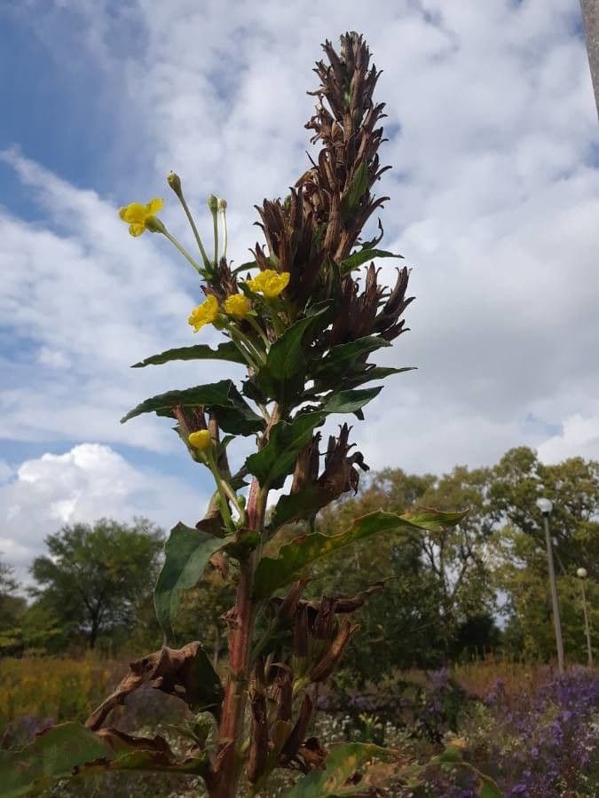 Enagra parviflora 6