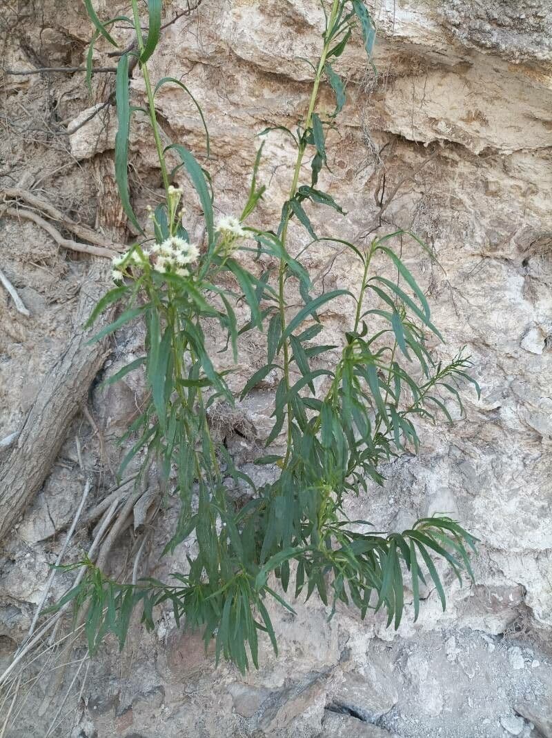 Baccharis 10