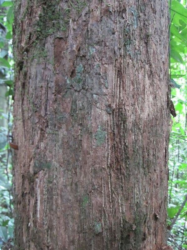 Chrysophyllum 3