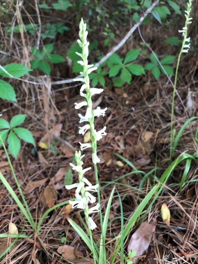 Spiranthes cernua 5