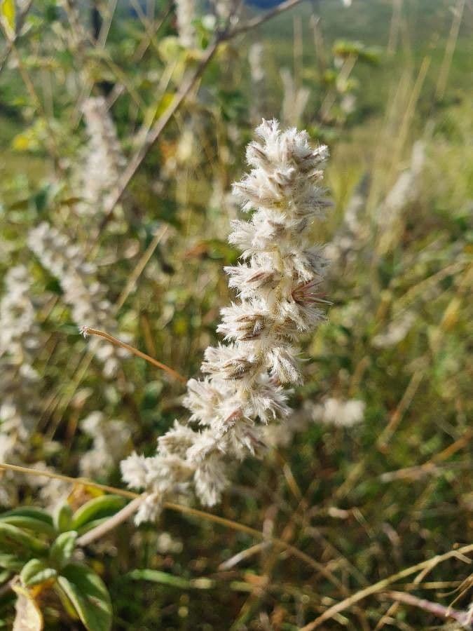 Sericocomopsis 2
