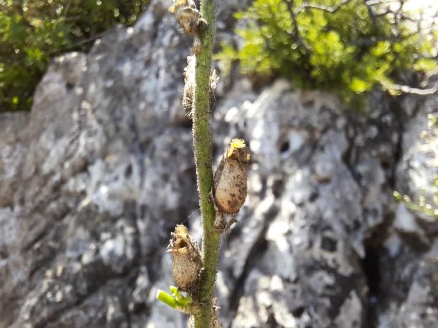 Bocca di leone