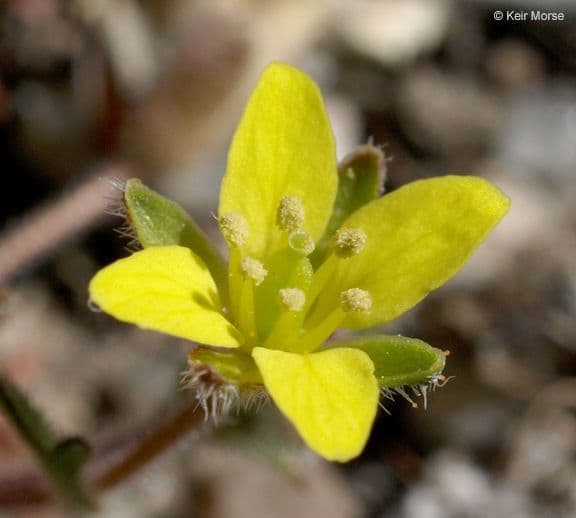 Tropidocarpum 3