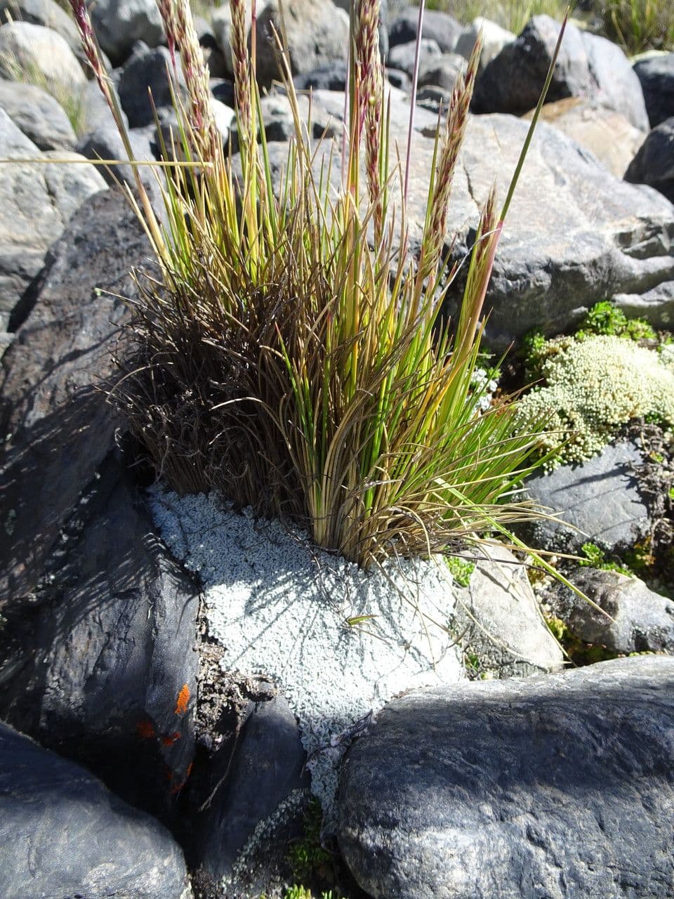 Festuca