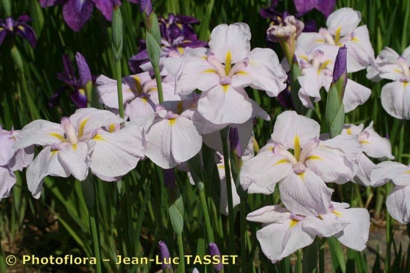 Schwert-Iris 9