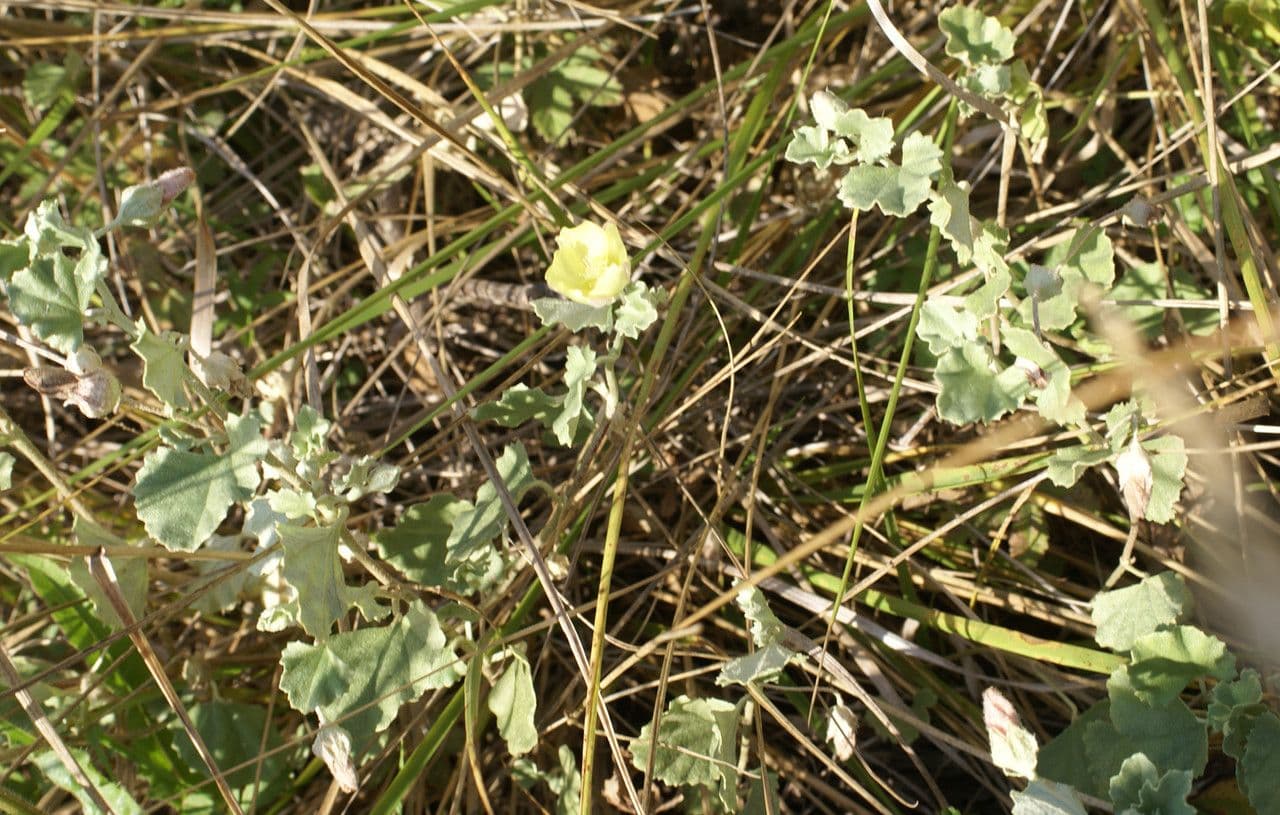 Malvella leprosa 14