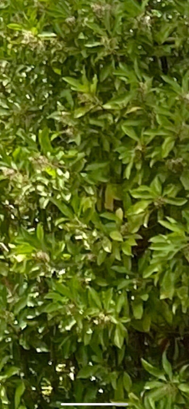 Eucalipto 8