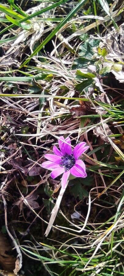 Anemone dei giardini 7