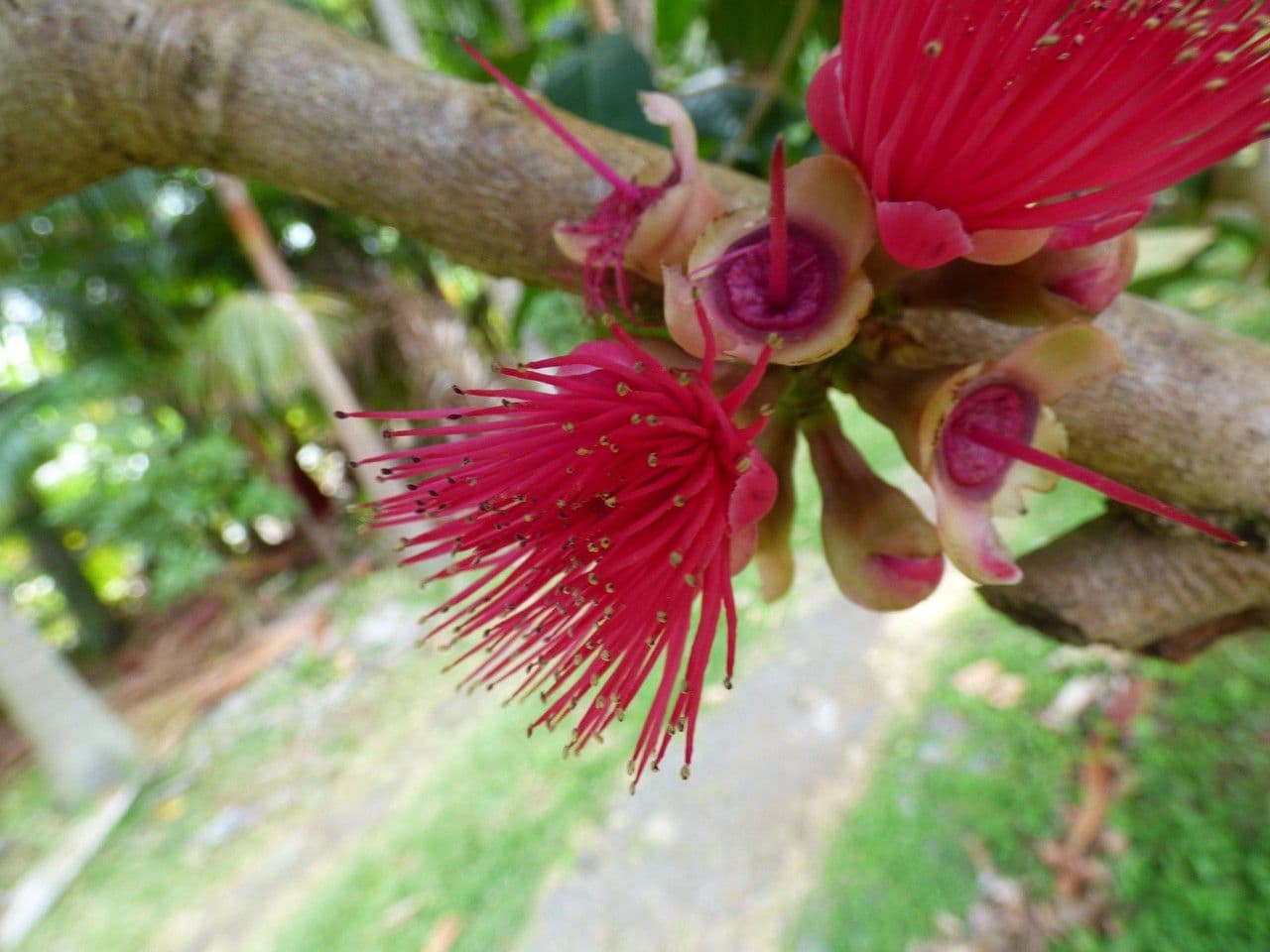Syzygium malaccense 8