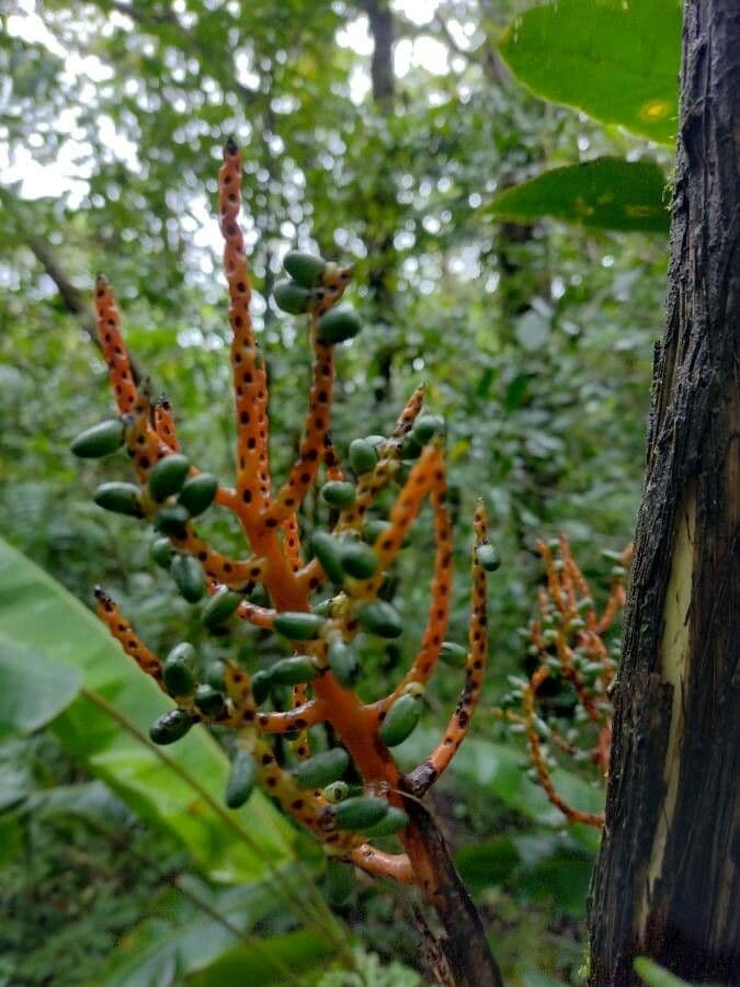 Palma tepejilote 3