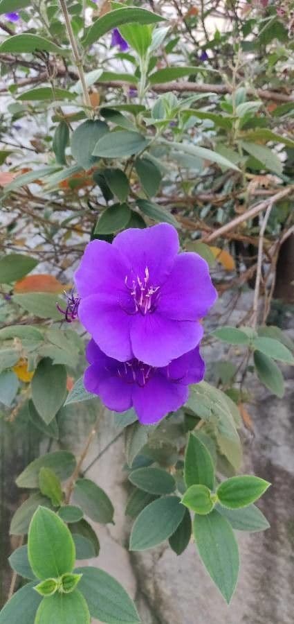Flor de princesa 9