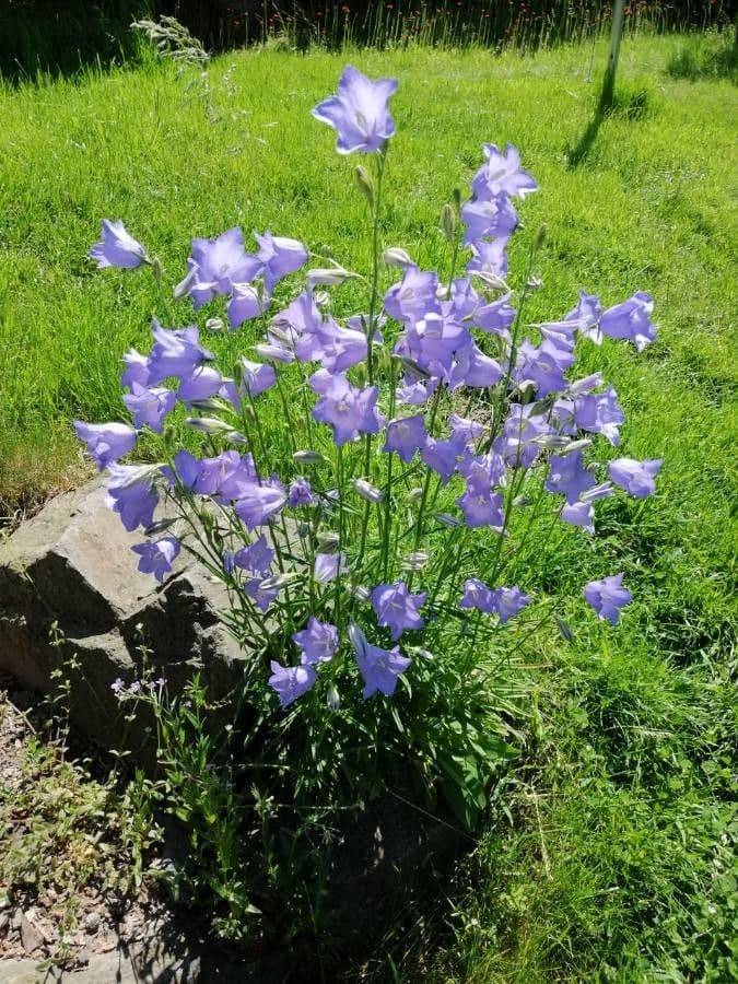 Campanilla 12