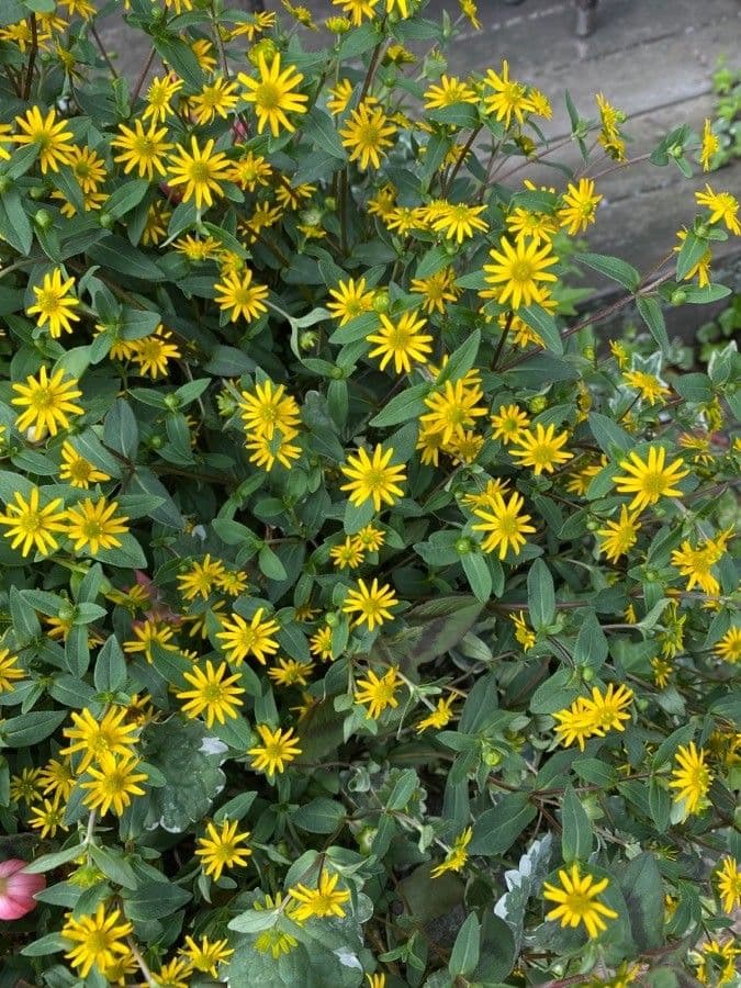 Sanvitalia prostrata 3
