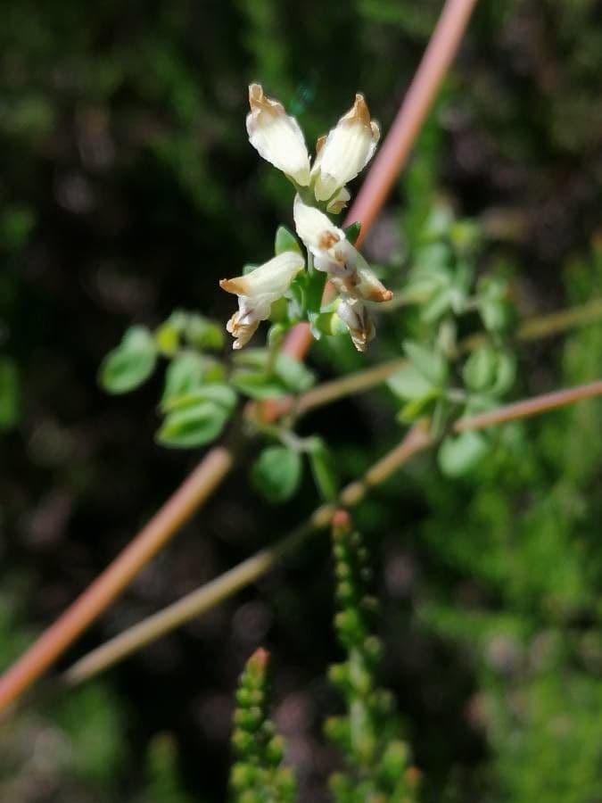 Corydalis claviculata 25