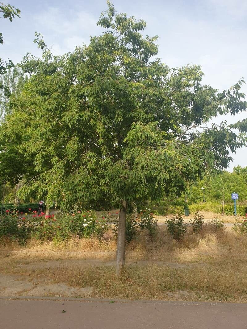 Bagolaro 28